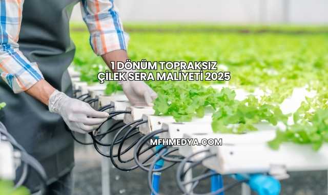 1 Dönüm Topraksız Çilek Sera Maliyeti 2025