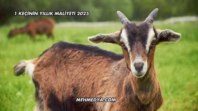 1 Keçinin Yıllık Maliyeti 2025