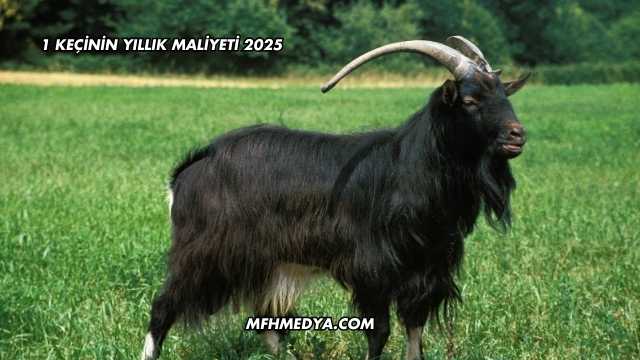 1 Keçinin Yıllık Maliyeti 2025