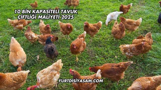 10 Bin Kapasiteli Tavuk Çiftliği Maliyeti 2025