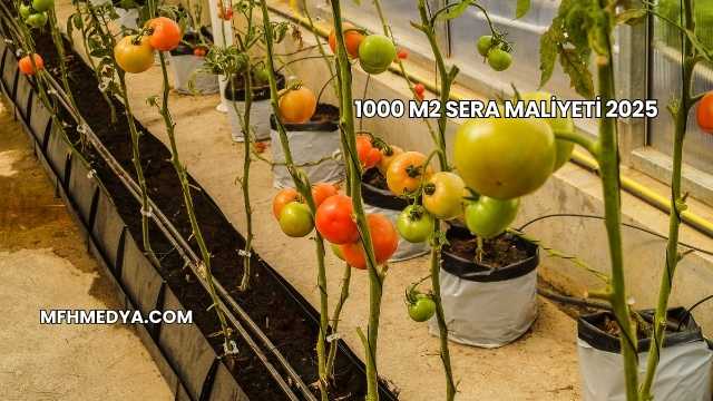 1000 m2 Sera Maliyeti 2025