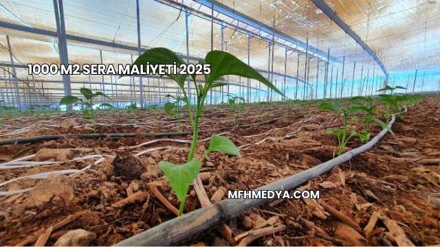 1000 m2 Sera Maliyeti 2025