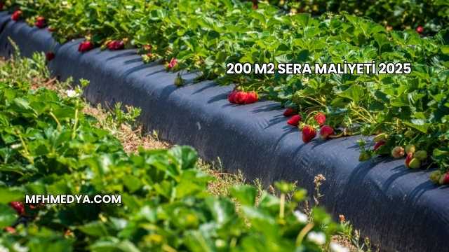 200 M2 Sera Maliyeti 2025