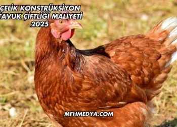 Çelik Konstrüksiyon Tavuk Çiftliği Maliyeti 2025