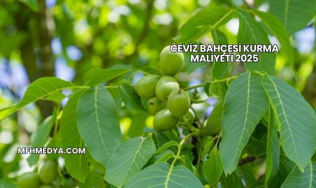 Ceviz Bahçesi Kurma Maliyeti 2025