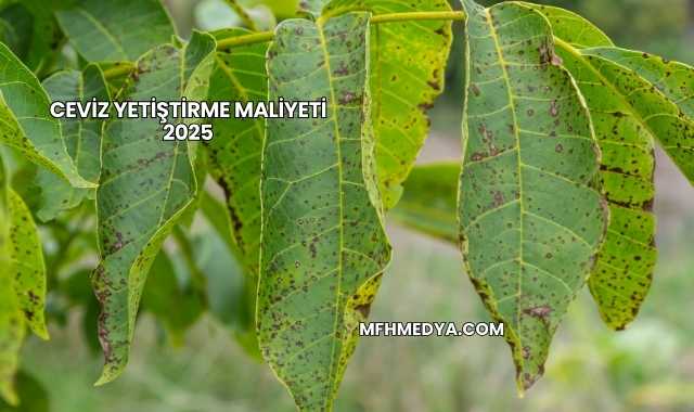 Ceviz Yetiştirme Maliyeti 2025