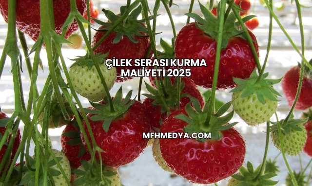 Çilek Serası Kurma Maliyeti 2025