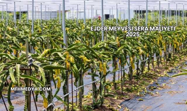 Ejder Meyvesi Sera Maliyeti 2025
