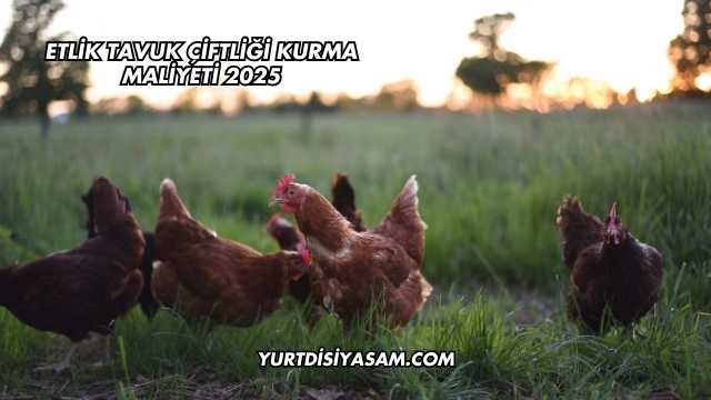 Etlik Tavuk Çiftliği Kurma Maliyeti 2025