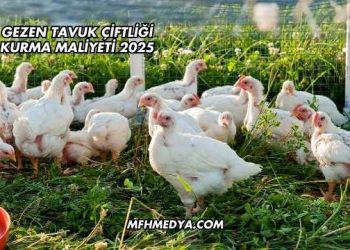 Gezen Tavuk Çiftliği Kurma Maliyeti 2025