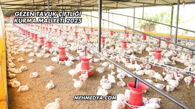 Gezen Tavuk Çiftliği Kurma Maliyeti 2025