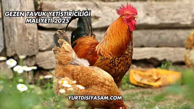 Gezen Tavuk Yetiştiriciliği Maliyeti 2025