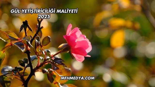 Gül Yetiştiriciliği Maliyeti 2025