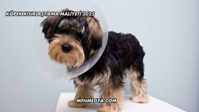 Köpek Kısırlaştırma Maliyeti 2025