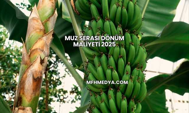 Muz Serası Dönüm Maliyeti 2025