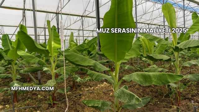 Muz Serasının Maliyeti 2025