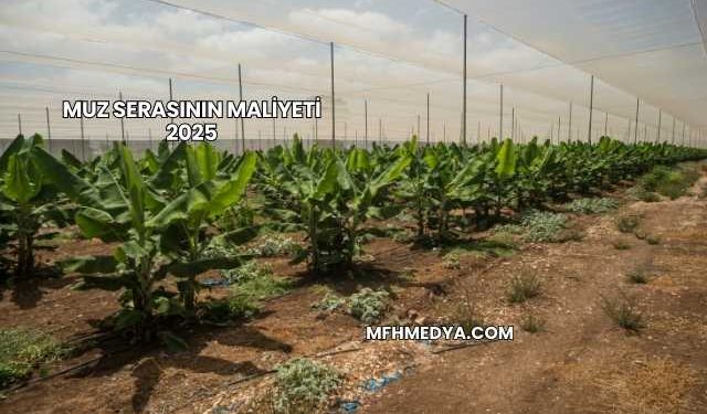 Muz Serasının Maliyeti 2025