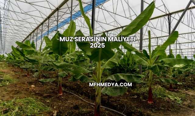 Muz Serasının Maliyeti 2025