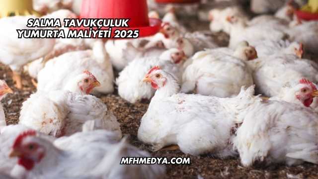 Salma Tavukçuluk Yumurta Maliyeti 2025