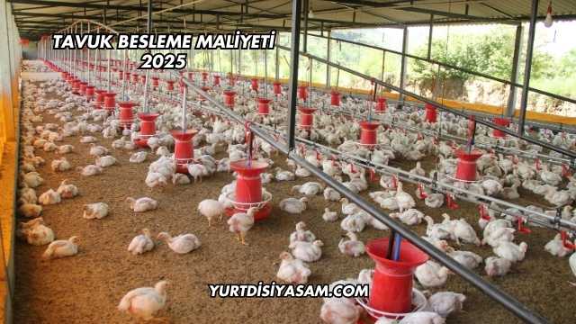 Tavuk Besleme Maliyeti 2025