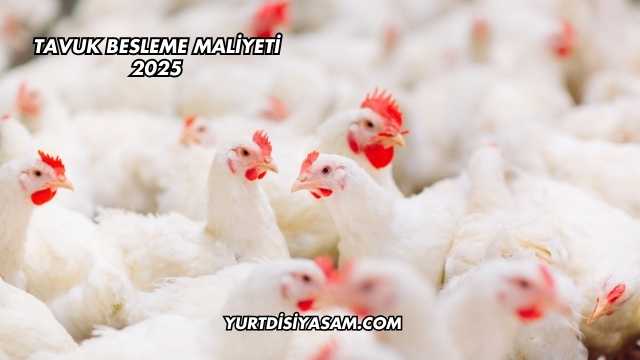 Tavuk Besleme Maliyeti 2025