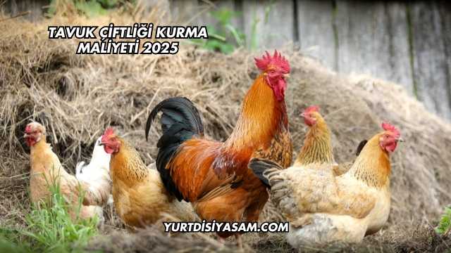 Tavuk Çiftliği Kurma Maliyeti 2025
