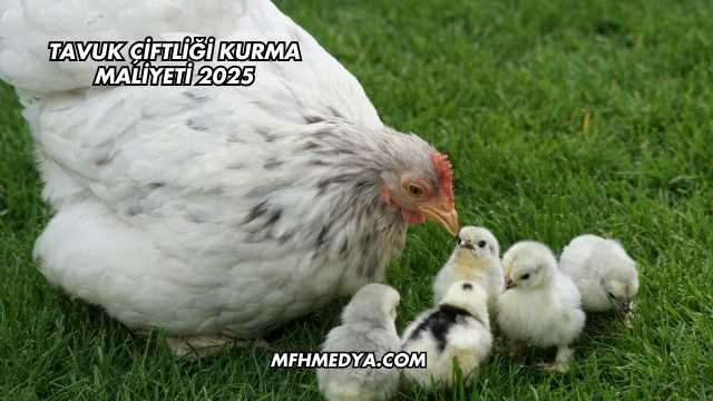 Tavuk Çiftliği Kurma Maliyeti 2025