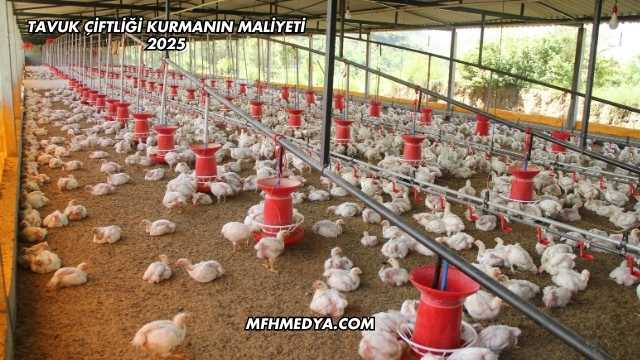 Tavuk Çiftliği Kurmanın Maliyeti 2025