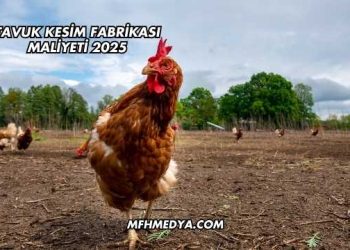 Tavuk Kesim Fabrikası Maliyeti 2025