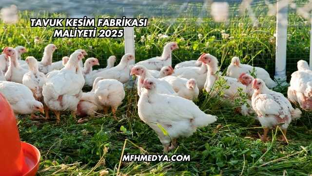 Tavuk Kesim Fabrikası Maliyeti 2025