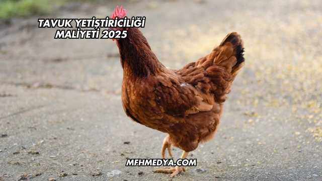 Tavuk Yetiştiriciliği Maliyeti 2025