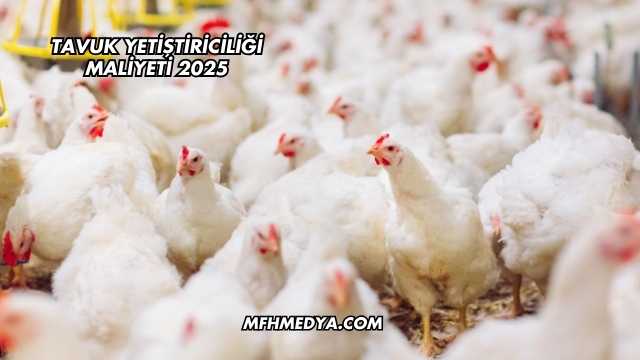 Tavuk Yetiştiriciliği Maliyeti 2025