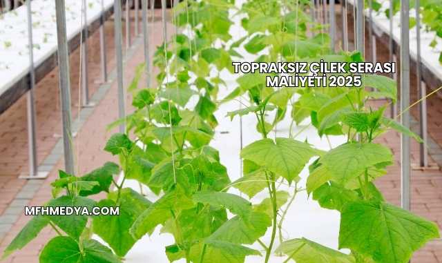 Topraksız Çilek Serası Maliyeti 2025