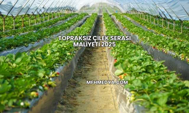 Topraksız Çilek Serası Maliyeti 2025