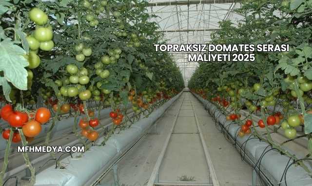 Topraksız Domates Serası Maliyeti 2025