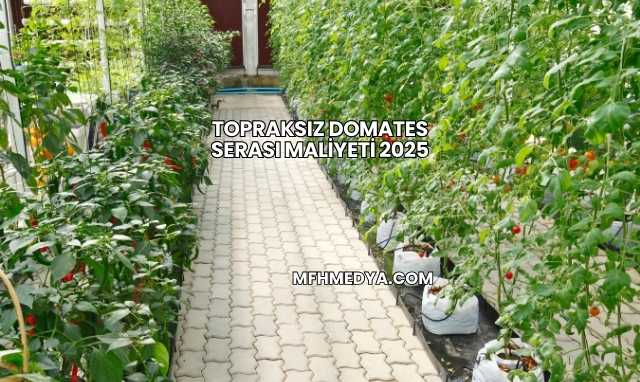 Topraksız Domates Serası Maliyeti 2025