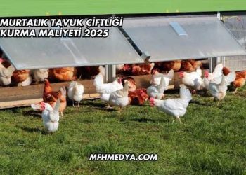 Yumurtalık Tavuk Çiftliği Kurma Maliyeti 2025