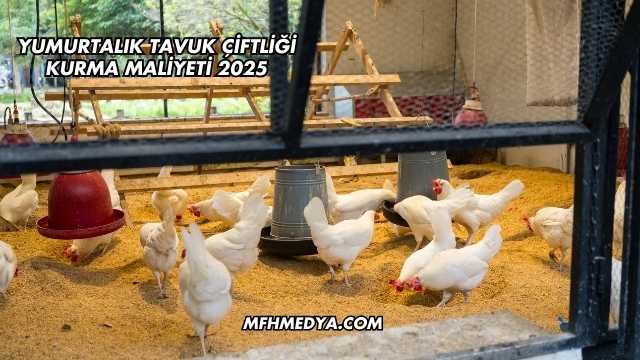 Yumurtalık Tavuk Çiftliği Kurma Maliyeti 2025