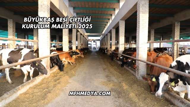 Büyükbaş Besi Çiftliği Kurulum Maliyeti 2025