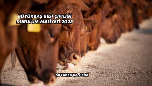 Büyükbaş Besi Çiftliği Kurulum Maliyeti 2025
