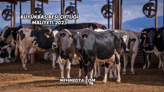 Büyükbaş Besi Çiftliği Maliyeti 2025