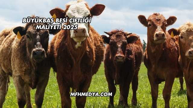 Büyükbaş Besi Çiftliği Maliyeti 2025