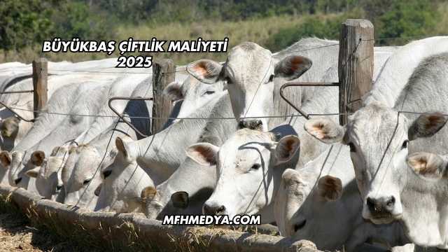 Büyükbaş Çiftlik Maliyeti 2025